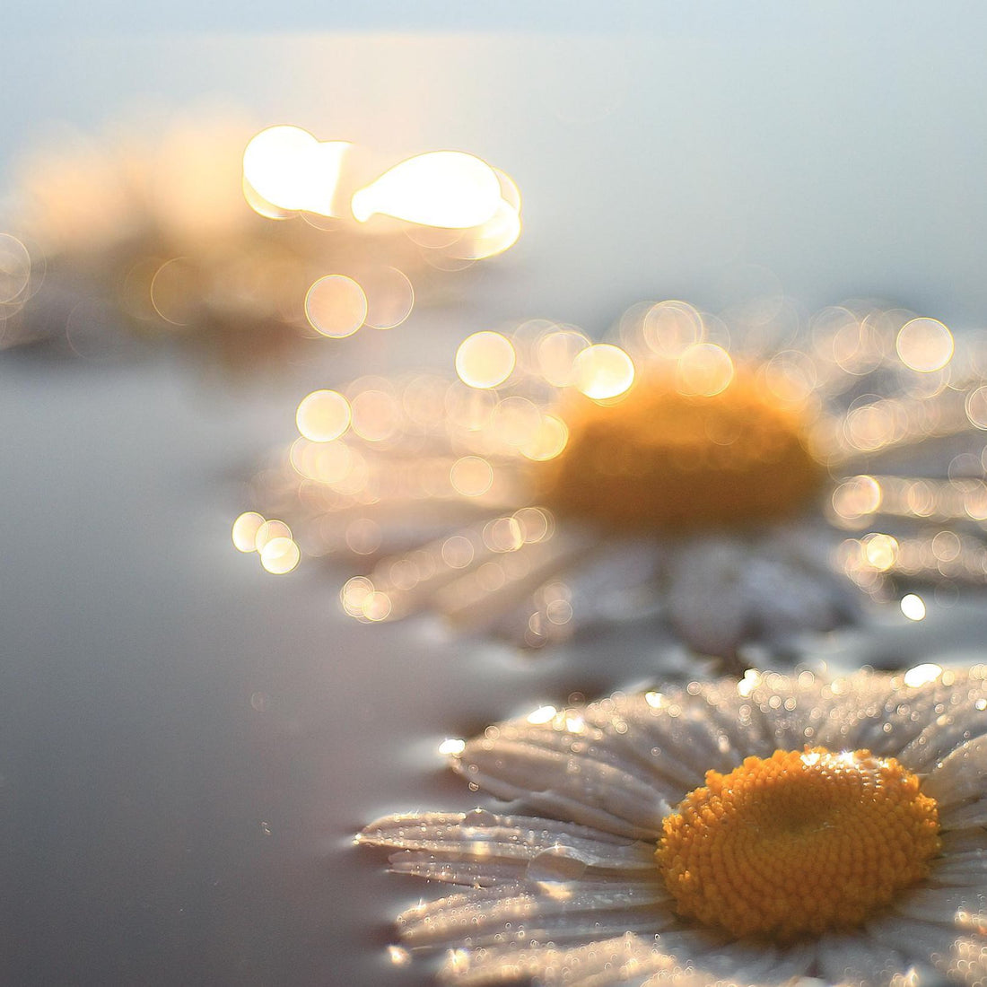 Benefits of Chamomile
