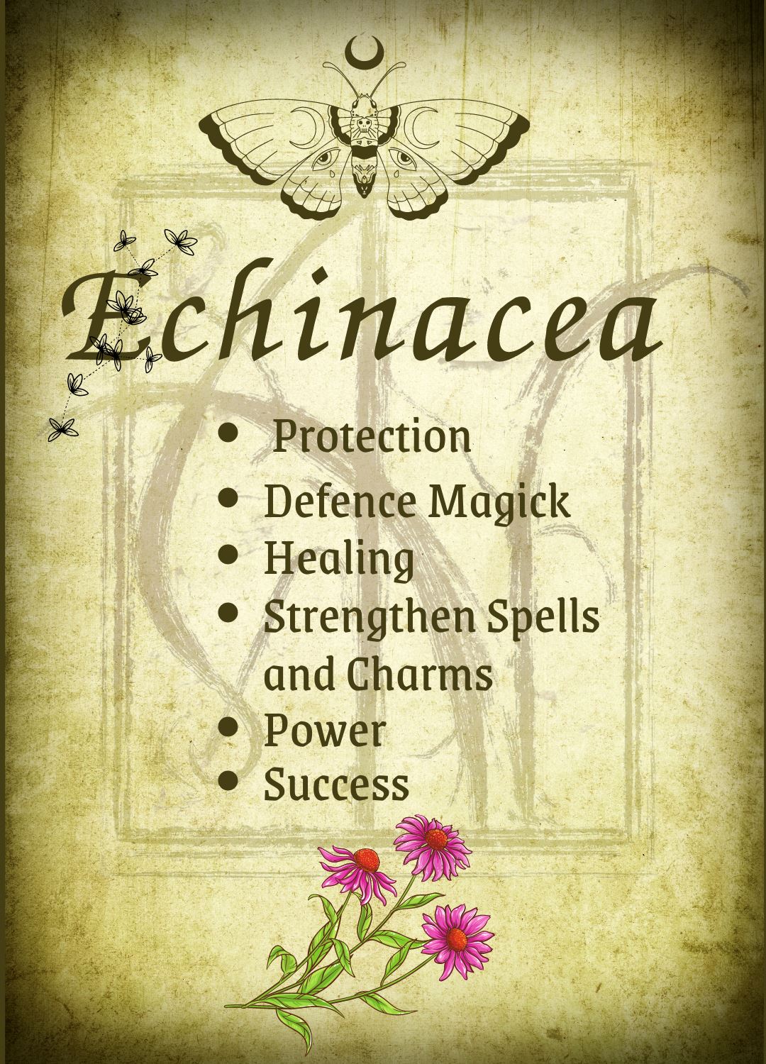 Botanical filled Bottle with Enchanted Garden Faerie Spoon Botanical Herb Bottles for Spells AJABA NATURALS® Echinacea