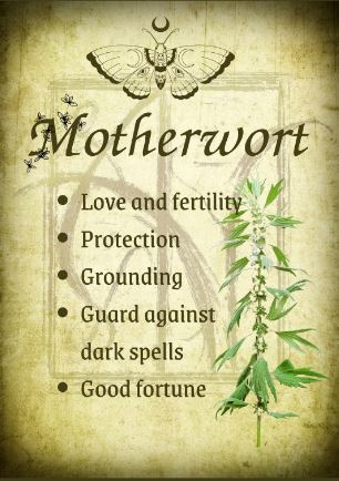 Botanical filled Bottle with Enchanted Garden Faerie Spoon Botanical Herb Bottles for Spells AJABA NATURALS® MotherWort